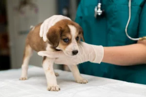 eclairage-pour-veterinaire qui soigne un chien